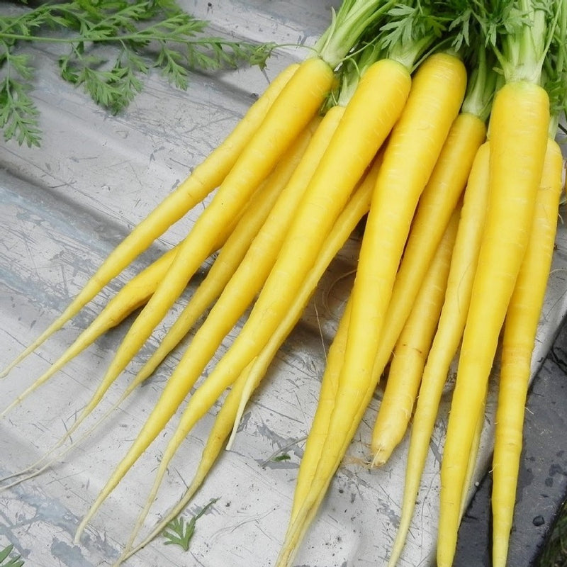 3 (9-12) Live 4 - 7" inch Seedlings Solar Yellow Carrots 3 - 4 seedlings per pot Colorful