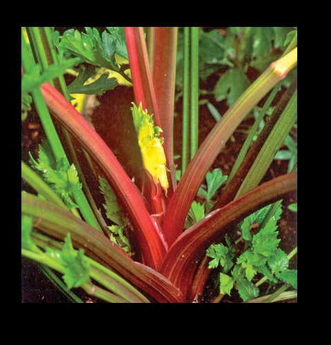 3 Live 4 - 10" inch Redventure Red Celery Seedlings Heirloom Rare plant