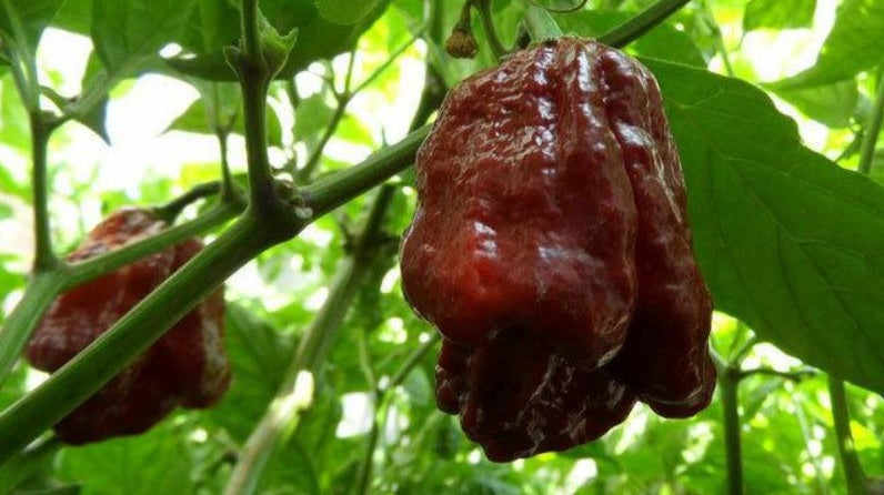 15 seeds Chocolate/Brown Trinidad Moruga Scorpion Hot pepper Extreme Rare Fresh