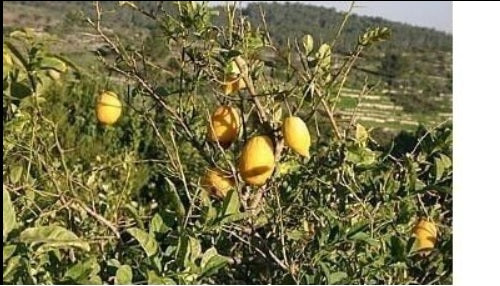 3 Live 4 - 7" inch Seedlings Citron Citrus Medica Etrog Esrog exotic Tree religious