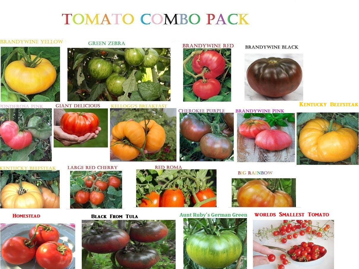 Combo Pack TOMATO seeds super rare Giant delicious zebra rainbow brandywine beefsteak tiny cherry