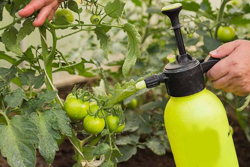 Comfrey Tea Concentrate Liquid Fertilizer Rich Macro/Micronutrients Cal Mag Compost Feed Foliar