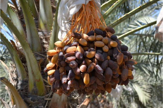 3 Live 8 - 12" inch Seedlings Medjool Dates Fruit Palm Tree Tropical