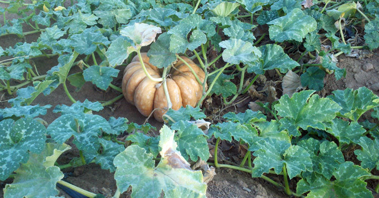 10 Seeds Musque De Province Pumpkin Heirloom Big Beautiful