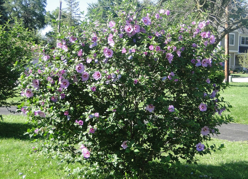 Hibiscus Minerva Rose of Sharon Flower 10 - 200 Seeds Beautiful Pink Shades Ornamental