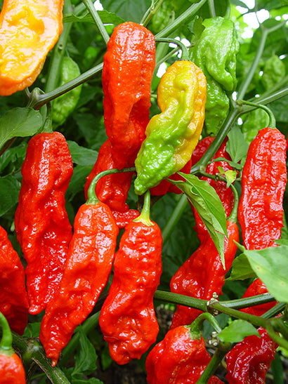 Red Bhut Jolokia Seeds Ghost Pepper HOT Chili *900K-1.1M+ SHUS Rare World Record