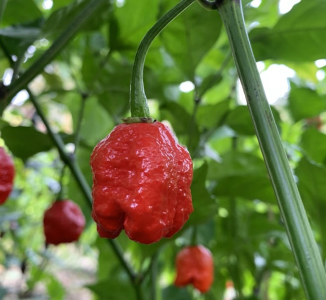 10 seeds Dragons Breath Super Hot Chili Pepper 2.48 Million SHU!! WORLD RECORD