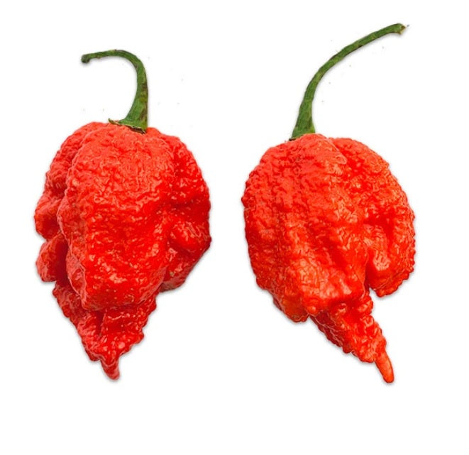 10 seeds Dragons Breath Super Hot Chili Pepper 2.48 Million SHU!! WORLD RECORD