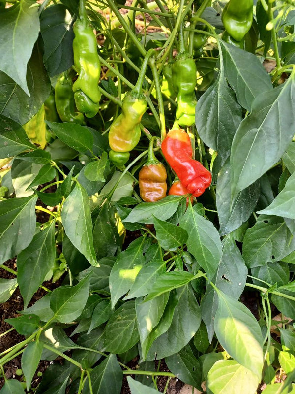 10 seeds red Peter Pepper Heirloom Very Hot XXX rare chili hilarious & unique gift!