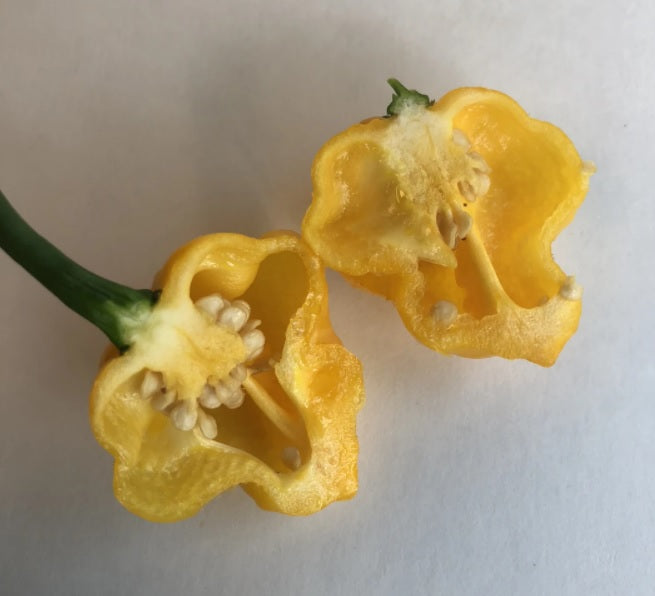 Yellow MOA Scotch Bonnet 15 Seeds Hot Pepper Jamaican Prolific Rare Ministry of Agriculture