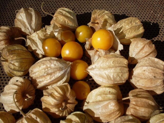 PRE ORDER 3 Live 4 – 7 inch Seedlings Husk Ground Cherry (Cape Gooseberry) Tart Superfood