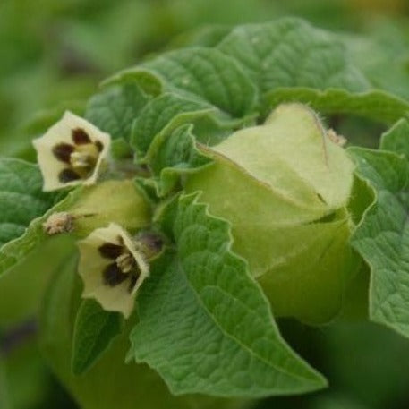PRE ORDER 3 Live 4 – 7 inch Seedlings Husk Ground Cherry (Cape Gooseberry) Tart Superfood