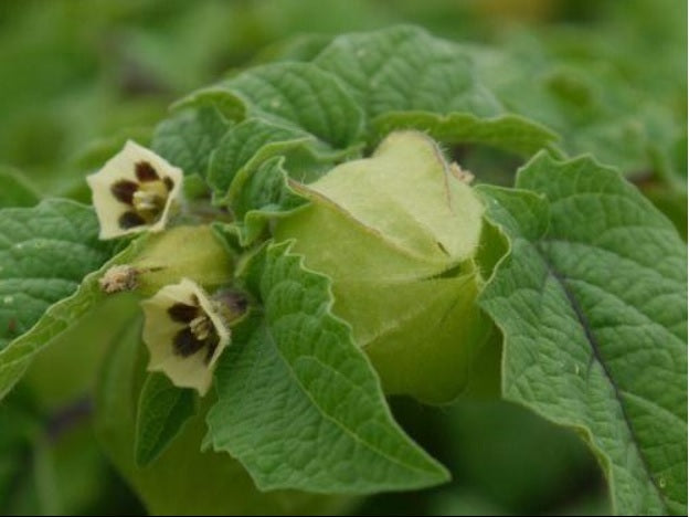 1 Live 18 – 24" inch Plant Husk Ground Cherry Cape Gooseberry Sweet Tart