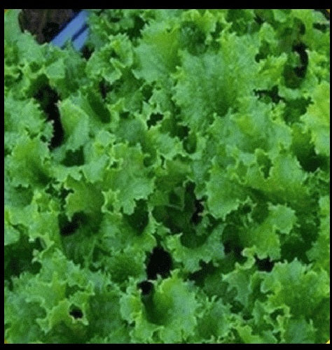 Lettuce 500 -5000 Seeds Grand Rapids Waldmann Green Loose Leaf old heirloom exceptionally Early! 28 days