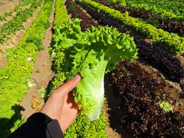 Lettuce 500 -5000 Seeds Grand Rapids Waldmann Green Loose Leaf old heirloom exceptionally Early! 28 days