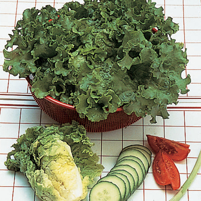 Green Ice Loose Leaf Lettuce 500 - 5000 Seeds crisp & savoyed leaves 50 days!