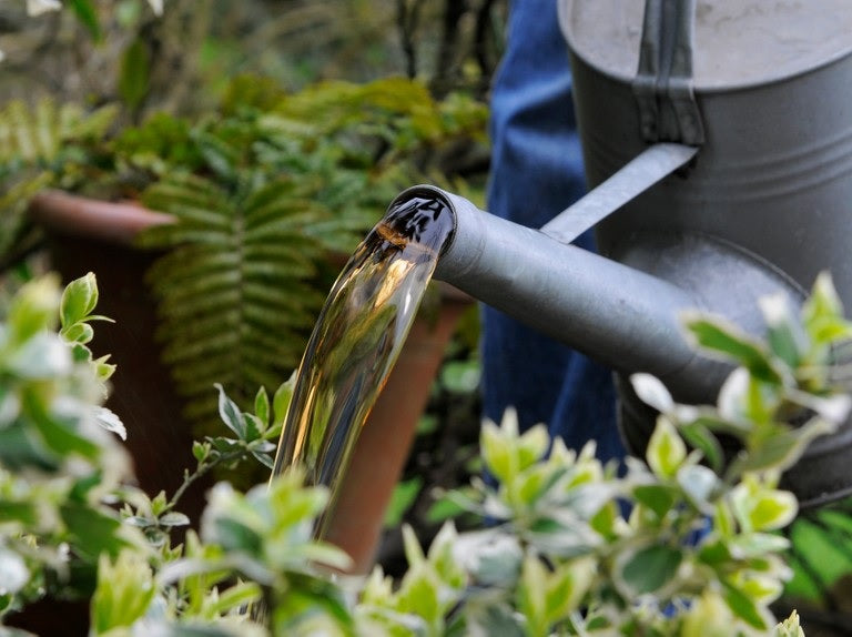 Comfrey Tea Concentrate Liquid Fertilizer Rich Macro/Micronutrients Cal Mag Compost Feed Foliar
