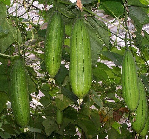 PRE ORDER 3 Live 4 - 8" Seedlings Luffa sponge Gourd Squash Dishcloth Very Productive Mướp