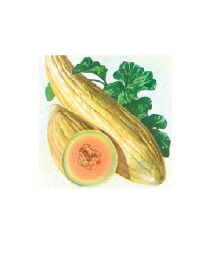 Banana melon 20 - 100 seeds rare sweet Heirloom cantaloupe musk big Heirloom 24"