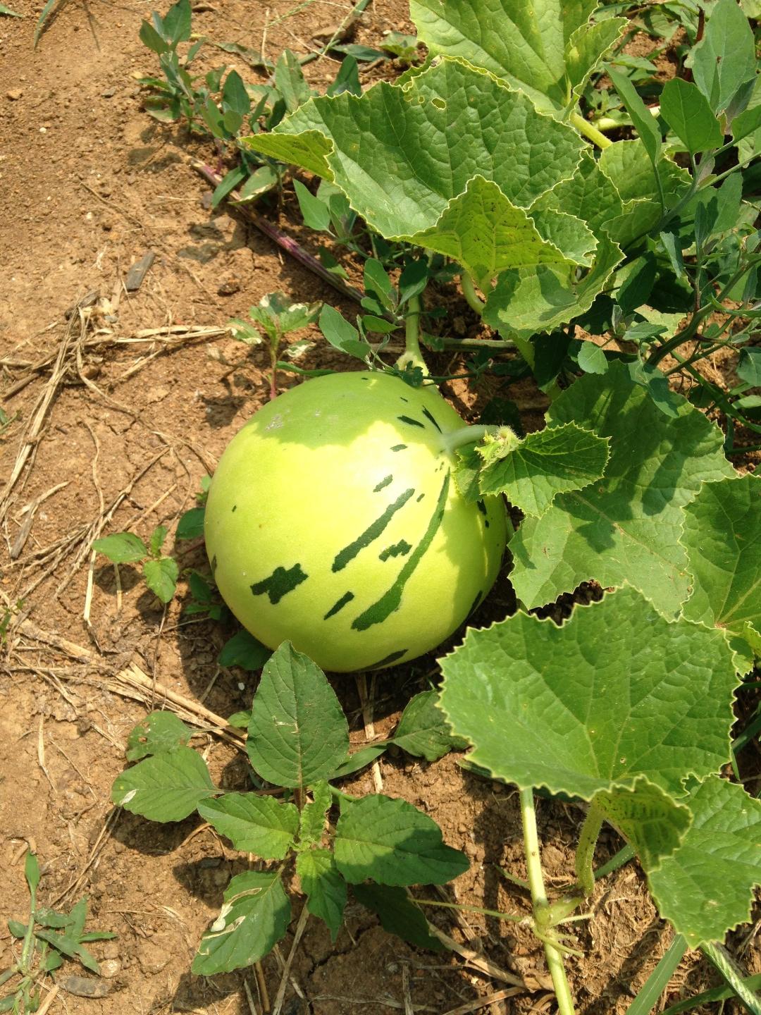 10 Snow Leopard Melon Seeds Unique Beautiful Rare White flesh fruit Asian small