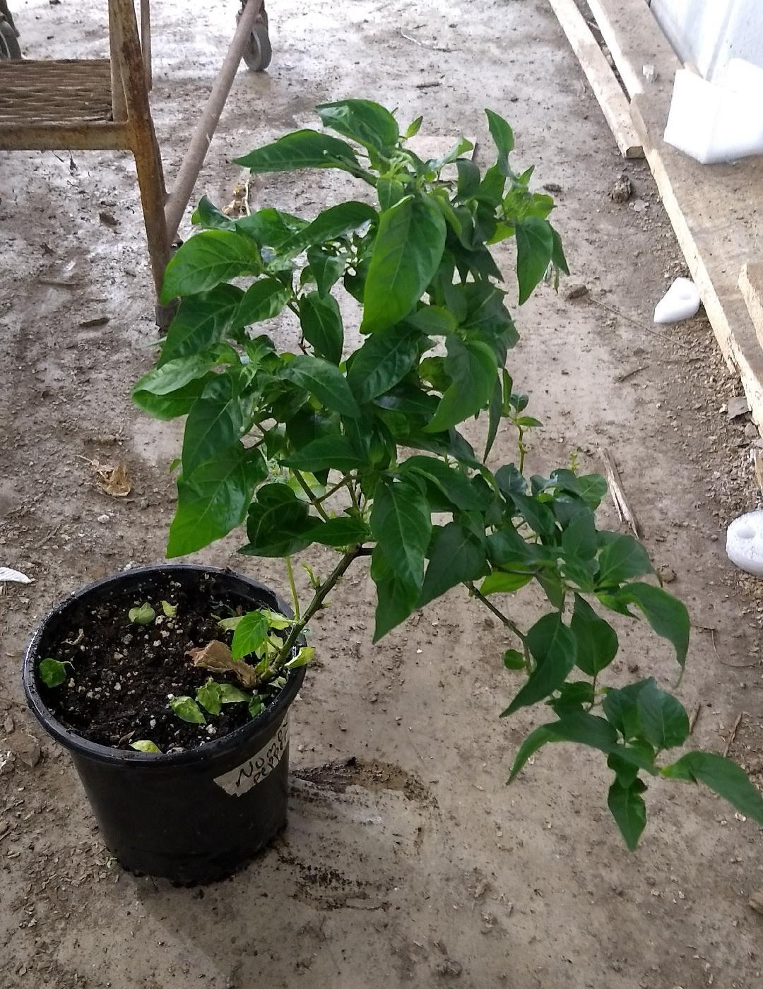 1 Live 16 – 20" inch Plant Numex Twilight hot chili pepper Colorful Ornamental rare heirloom