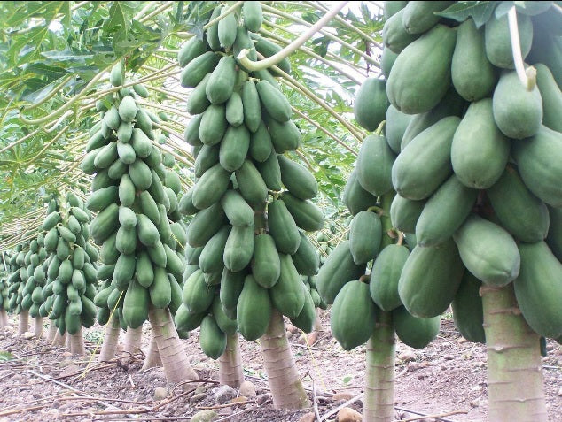 3 Live 4-7 inch Maradol Papaya Seedlings Caribbean Red Sunrise Plant Fruit Tree