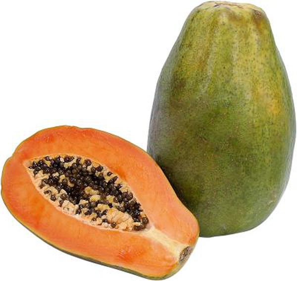 3 Live 4-7 inch Maradol Papaya Seedlings Caribbean Red Sunrise Plant Fruit Tree