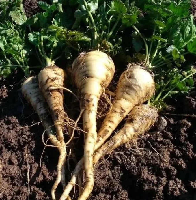 Harris Model Parsnip 100 - 4000 Seeds Heirloom Early good storage Hardy Nutty