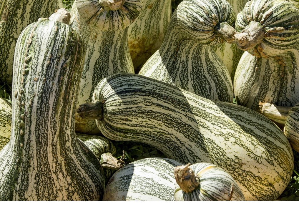 Cushaw Green Striped Pumpkin 10 - 575 Seeds Tennessee Sweet Potato Squash Gourd