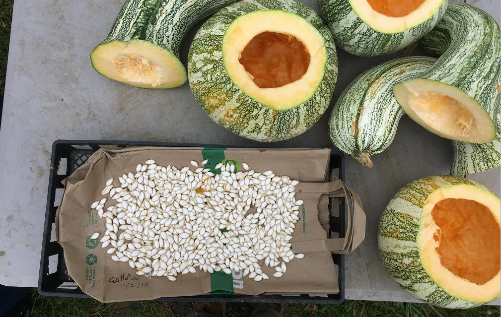 Cushaw Green Striped Pumpkin 10 - 575 Seeds Tennessee Sweet Potato Squash Gourd