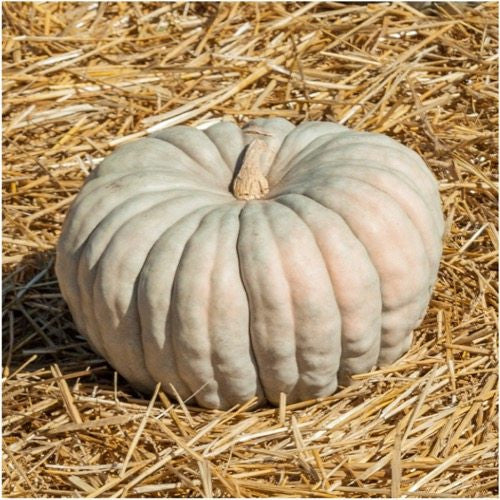 Jarrahdale Blue Pumpkin 10 Seeds Heirloom Queensland Decorative Great for Baking