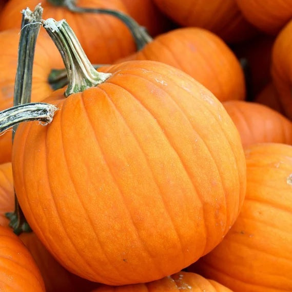 Small Sugar Pumpkin 100 - 800 Seeds best Pie or Carving prolific vines Heirloom