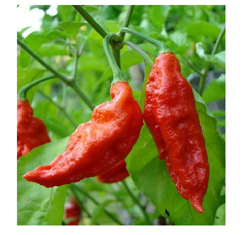 2.3 Grams Red smoked Ghost pepper Bhut Jolokia Powder sample chile hot spice