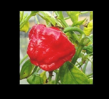 Pre-Order 6 8"-12" Carolina Reaper Plants