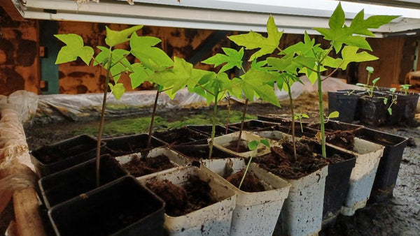3 Live 4-7 inch Maradol Papaya Seedlings Caribbean Red Sunrise Plant Fruit Tree