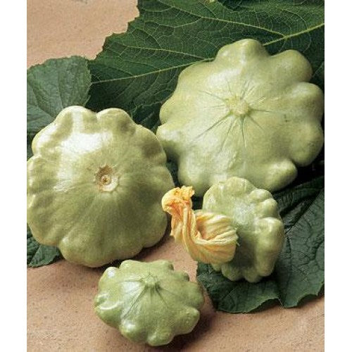 PRE ORDER 3 Live 3 - 6" Seedlings Bennings Green Tint Summer Squash Patty Pan Scallops