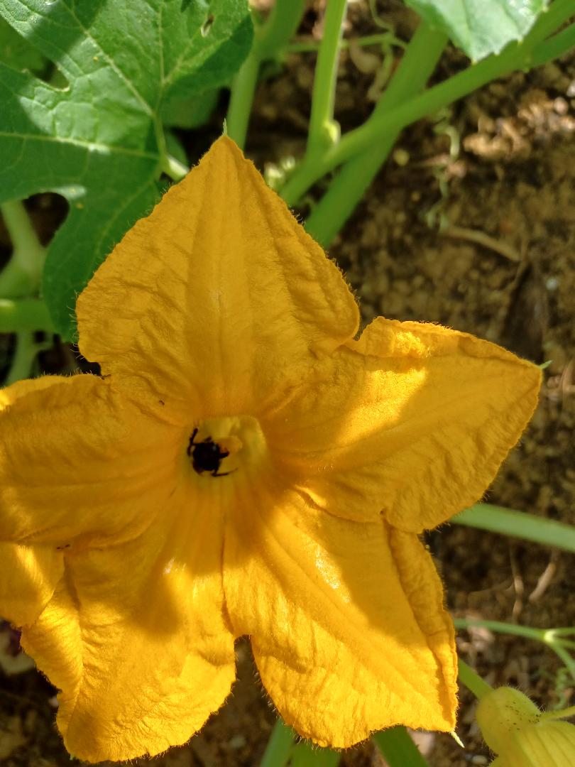 Thelma Sanders Acorn Winter Squash Heirloom 10 Seeds fresh Rare