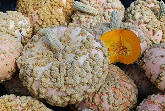 Galeux D' Eysines 10 Seeds Winter Squash French Peanut Pumpkin Butternut Unique