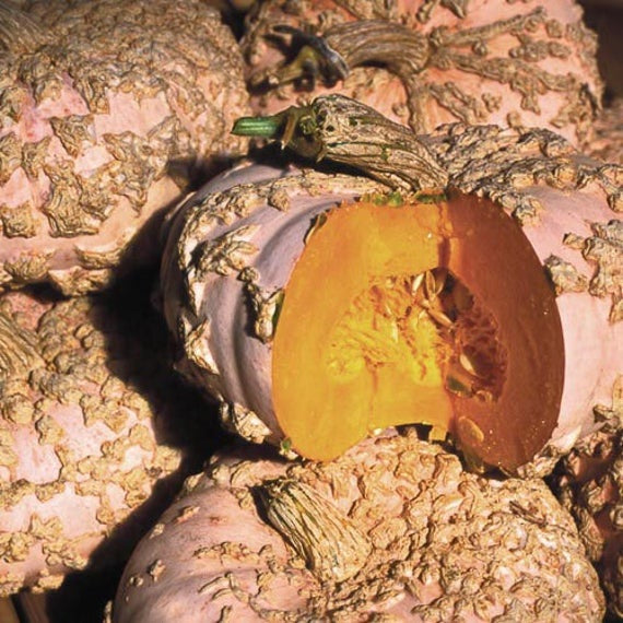 Galeux D' Eysines 10 Seeds Winter Squash French Peanut Pumpkin Butternut Unique