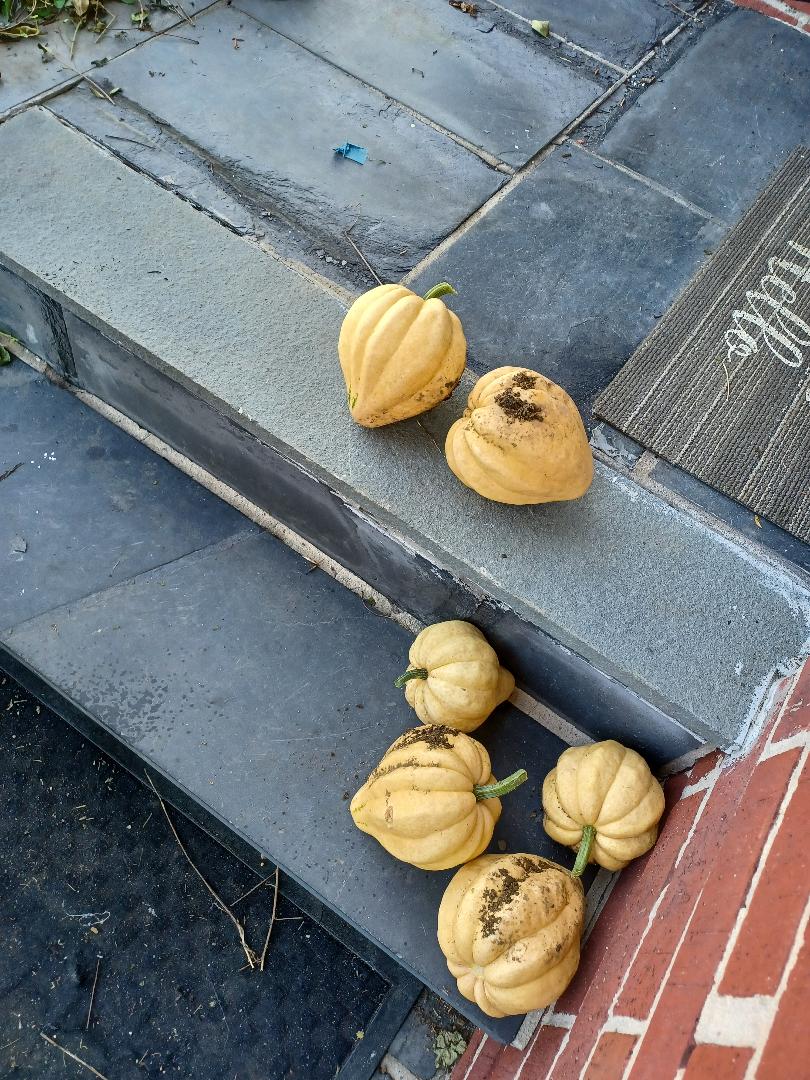 Thelma Sanders Acorn Winter Squash Heirloom 10 Seeds fresh Rare