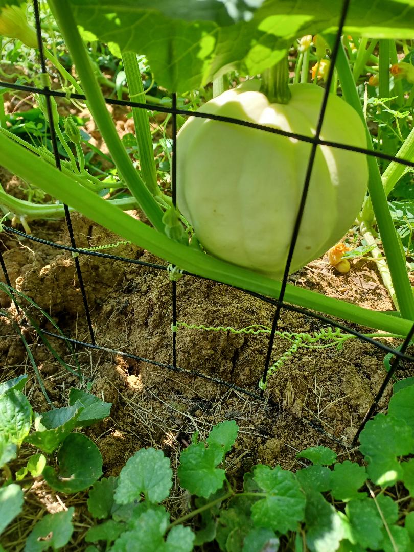 Thelma Sanders Acorn Winter Squash Heirloom 10 Seeds fresh Rare