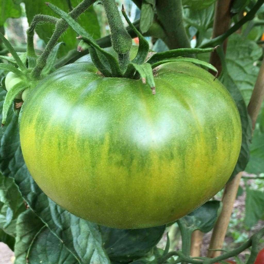 Aunt Ruby's German Green Tomato 30 - 2000 Seeds Rare Largest beefsteak 1+ LB!