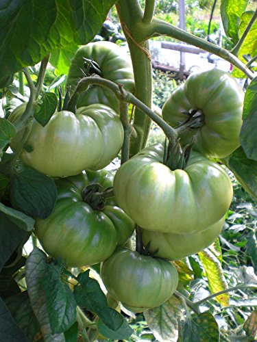 Aunt Ruby's German Green Tomato 30 - 2000 Seeds Rare Largest beefsteak 1+ LB!