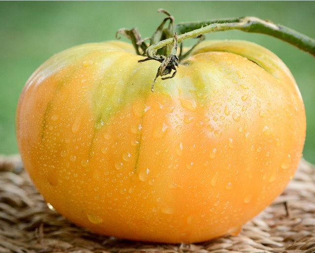 Kentucky Beefsteak Tomato 30 - 2000 Seeds Orange fruit up to 2+ lbs! rare Heirloom