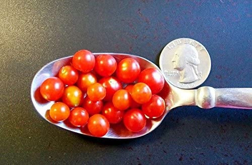 World's Smallest Tomato 25 - 2000 Seeds - Dwarf Red Currant Productive heirloom