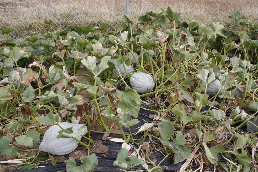 Blue Hubbard Winter Squash 10 - 400 Seeds New England Heirloom HUGE 15 - 40 lbs!
