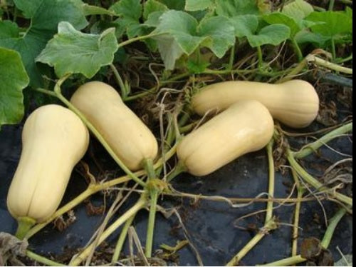Waltham Butternut Winter Squash 15 - 200 SEEDS Heirloom Classic Favorite Summer