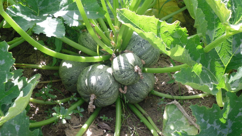 Zucchini ROUND 20 - 200 Seeds  summer squash unique garden heirloom casserole gourd