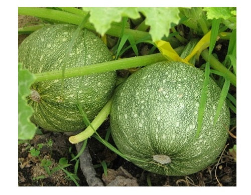 Zucchini ROUND 20 - 200 Seeds summer squash unique garden heirloom casserole gourd