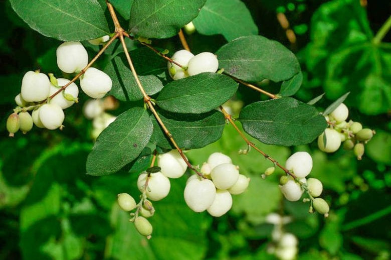 Snowberry
